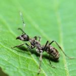 Black Carpenter Ant (camponotus Pennsylvanicus) Stock Photo