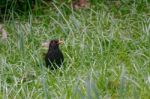 Blackbird (turdus Merula) In The Grass Stock Photo