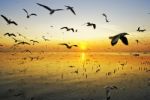 Seagull Flying At Sunset Stock Photo