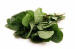 Fresh Mint Stock Photo