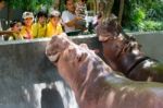 Primary Students Visit The Zoo, In The Jul 27, 2016. Bangkok Thailand Stock Photo