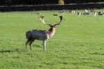 Stag Watching The Herd Stock Photo