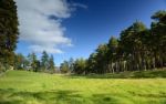 Beautiful Meadow With A Pine Tree Stock Photo