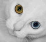 The Wall Eyed Cat Stock Photo