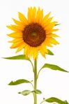 Sunflower Stock Photo