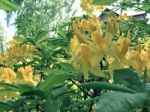 Rhododendron-flowers In The Park Stock Photo