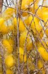 Silk Worms Nest Stock Photo