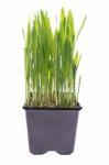 Wheat Grass Isolated Stock Photo