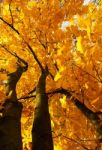 Chestnut With Yellow Leaves In Autumn Stock Photo