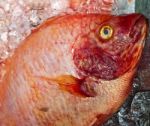 Closeup Of Red Fish Stock Photo