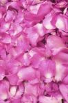 Pink Rose Petals Stock Photo