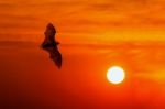 Bats Flying At Sunset Stock Photo