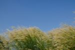 
Flowers
Waving Wind Blows Thee In The Daytime Sun, Flowers And Stock Photo