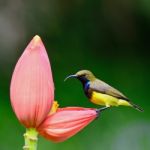 Male Olive-backed Sunbird Stock Photo