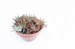 Haworthia Beautiful Condensation On The Back Burner แa White I Stock Photo