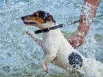 Jack Russell On The Coast Stock Photo