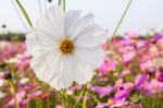 White Cosmos Flower On Field Stock Photo