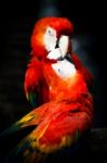 Scarlet Macaw Stock Photo