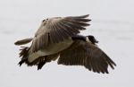 Beautiful Isolated Picture With A Flying Canada Goose Stock Photo