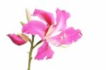 Purple Bauhinia Stock Photo