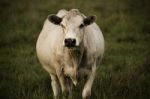 Australian Cow Stock Photo