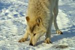 A White Wolf In The Snow Stock Photo