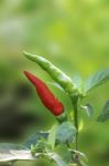 Red And Green Chili Plant On Blur Garden Stock Photo