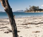 Jubilee Beach In The Town Of Swansea, Tasmania Stock Photo