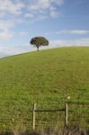 Empty Green Hills With Very Few Scattered Trees Stock Photo