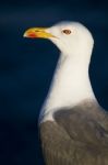 Seagull Bird Stock Photo