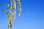 Paddy Rice Stock Photo