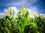 Corn Field Under Cloudy Blue Sky Stock Photo