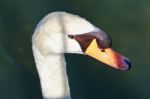 Image Of A Thoughtful Mute Swan In Water Stock Photo