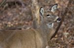 Picture With A Cute Deer In The Forest Stock Photo