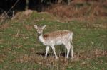 Deer Stock Photo