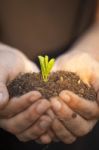 Hands Holding Seedleng Stock Photo