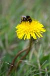 Bee Collecting Pollen From A Dandelion (taraxacum) Stock Photo