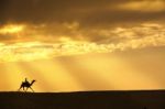 Ride Camel Travel On Sand Dune Stock Photo