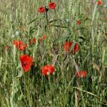 A Field Of Poppies In Kent Stock Photo