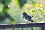 Oriental Magpie, Robin Stock Photo