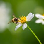 Bee Stock Photo