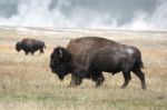 American Bison (bison Bison) Stock Photo