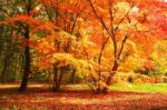 Tree With Red And Yellow Leaves Stock Photo