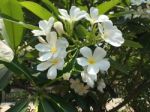 Plumeria Flower Blooming On Tree. Plumeria Flowers Stock Photo