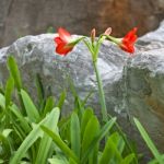 Star Lily Stock Photo