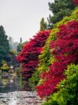 Acer Tree Leaves Changing Colour In Autumn Stock Photo