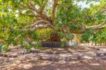 Old Tree In Gondar Stock Photo