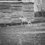 Sheep On The Farm During The Day Stock Photo