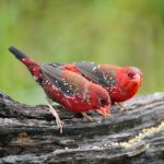 Male Red Avadavat Stock Photo