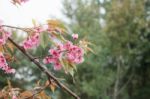 Sakura With Autumn At Sky Stock Photo